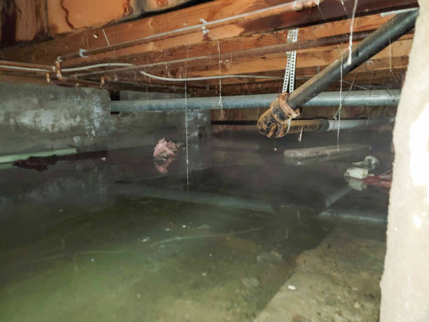 Best Sewage cleanup and water damage restoration  in Adamsville, TN