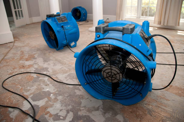 Best Professional water damage repair  in Adamsville, TN